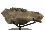 Hadrosaur (Edmontosaurus) Maxilla With Teeth - Montana #242303-3